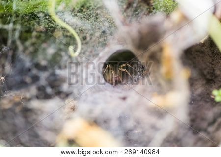 Spider Wove A Web In The Form Of A Tunnel. Spider On Vegetable Beds. Scary Insect.
