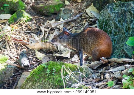 Agouti At Ile Royale, One Of The Islands Of Iles Du Salut Islands Of Salvation In French Guiana