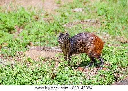 Agouti At Ile Royale, One Of The Islands Of Iles Du Salut Islands Of Salvation In French Guiana