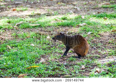 Agouti At Ile Royale, One Of The Islands Of Iles Du Salut Islands Of Salvation In French Guiana