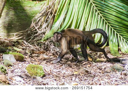 Capuchin Monkey At Ile Royale, One Of The Islands Of Iles Du Salut Islands Of Salvation In French Gu