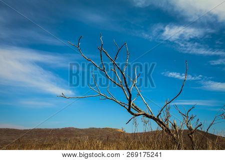 Tree Bare Dry Branches On Bright Blue Sky Background