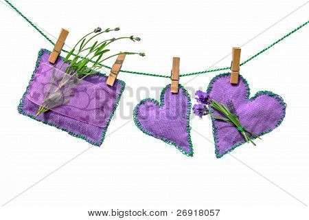 Lavendula