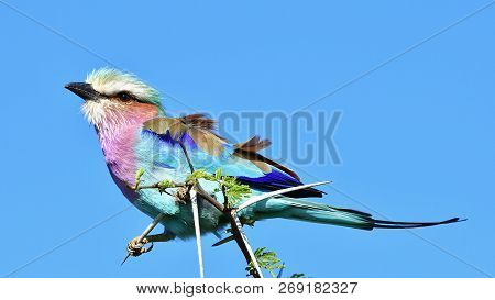 Lilac Breasted Roller Against Blue Sky,sout Africa