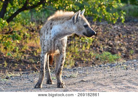 Spotted Hyaena With Young One In Kruger National Park In South Africa, Region Letaba