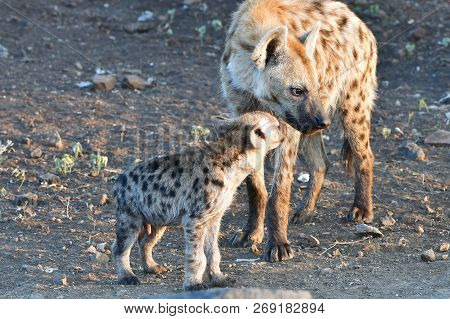 Spotted Hyaena With Young One In Kruger National Park In South Africa, Region Letaba