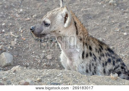 Spotted Hyaena With Young One In Kruger National Park In South Africa, Region Letaba