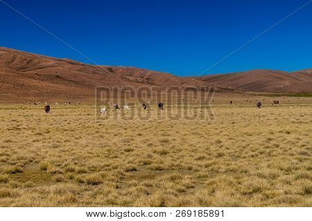 Herd Of Lamas Alpacas In Aguanapampa Area At Bolivian Altiplano