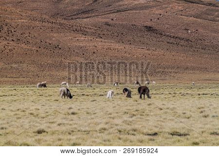 Herd Of Lamas Alpacas In Aguanapampa Area At Bolivian Altiplano