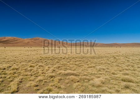 Herd Of Lamas Alpacas In Aguanapampa Area At Bolivian Altiplano