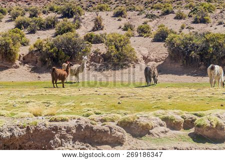 Herd Of Lamas Alpacas In Aguanapampa Area At Bolivian Altiplano