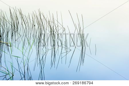 Grass And Reeds Form A Graphic Reflection In The Calm Water Of The Lake In The Early Morning. Backgr