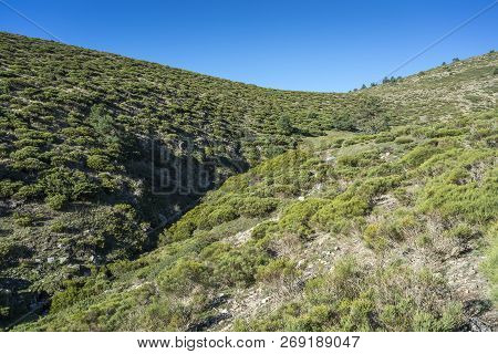 Padded Brushwood (cytisus Oromediterraneus And Juniperus Communis) Near Hornillo Stream, In Guadarra