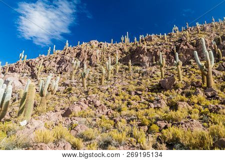 Group Of Huge Trichoreus Cactii On A Hill In The Surroundings Of Salar De Uyuni Salt Flat, Bolivia