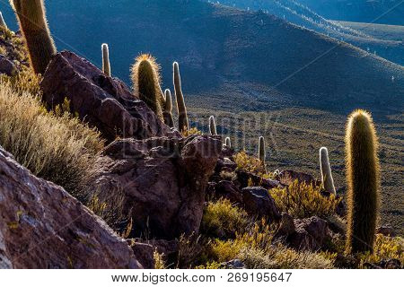 Group Of Huge Trichoreus Cactii On A Hill In The Surroundings Of Salar De Uyuni Salt Flat, Bolivia