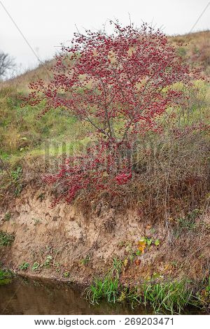 Autumn Red Berries Of A Hawthorn Tree Crataegus Monogyna In A Rural Landscape