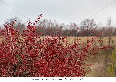 Autumn Red Berries Of A Hawthorn Tree Crataegus Monogyna In A Rural Landscape