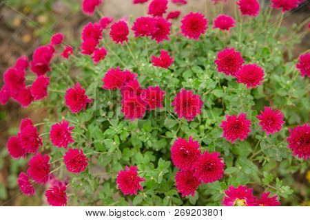 Autumn Flowers In The Garden, Beautiful Chrysanthemums. Gardening.