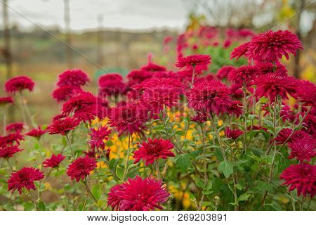 Autumn Flowers In The Garden, Beautiful Chrysanthemums. Gardening.