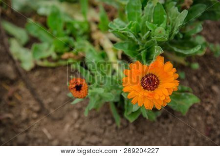 Flower With Leaves Calendula. Calendula Officinalis, Pot, Garden Or English Nail