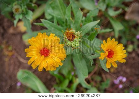 Flower With Leaves Calendula. Calendula Officinalis, Pot, Garden Or English Nail