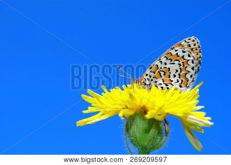 Butterfly Sitting On A Flower. Butterfly On A Dandelion. Bright Red Butterfly On A Meadow. Brush-foo