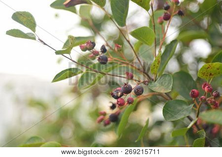 Wild Ripe Berries Of Irga, Berry Picking.