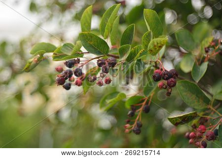 Wild Ripe Berries Of Irga, Berry Picking.
