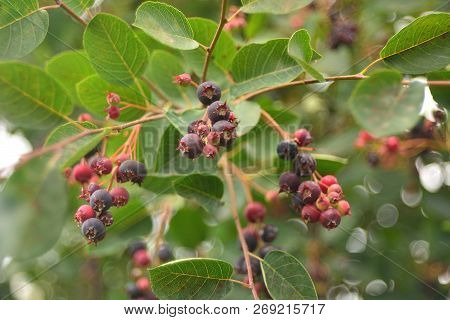Wild Ripe Berries Of Irga, Berry Picking.