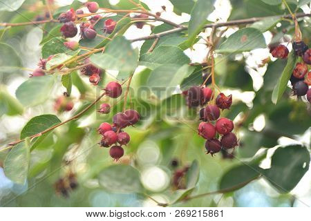 Wild Ripe Berries Of Irga, Berry Picking.