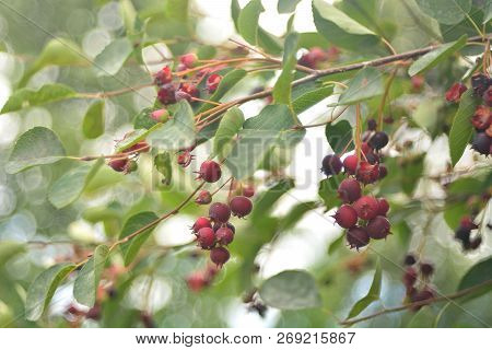 Wild Ripe Berries Of Irga, Berry Picking.