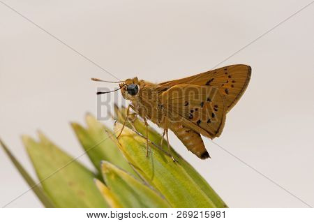 Closeup Of Yellow Palm Dart (cephrenes Trichopepla) Is Resting On A Leaf