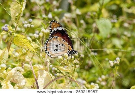 Male Plain Tiger Butterfly (danaus Chrysippus) Is Feeding On Small Flowers