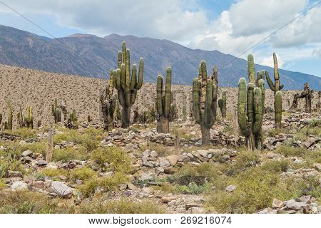 Ruins Of Pre-columbian Fortification Pucara Near Tilcara Village In Quebrada De Humahuaca Valley, Ar