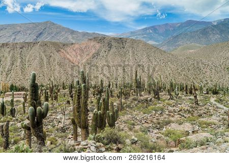 Cacti Growing At Ruins Of Pre-columbian Fortification Pucara Near Tilcara Village In Quebrada De Hum