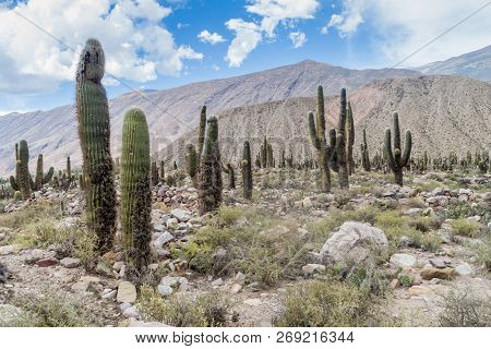 Cacti Growing At Ruins Of Pre-columbian Fortification Pucara Near Tilcara Village In Quebrada De Hum