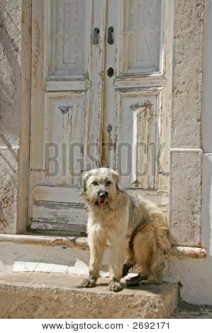 Dirty Dog