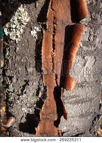 Old Part Of The Tree Trunk On Which A Part Of The Bark Has Burst And A Part Of The Crust Has Been Re