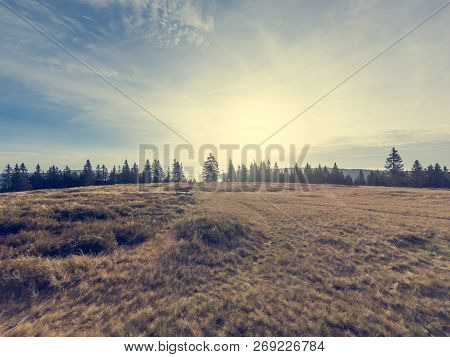 Autumn Landscape Of Wetlands Surrounded With Pine Tree Forest.