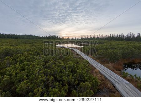 Wooden Boardwalk Crossing Marshes Surrounded With Bushes.