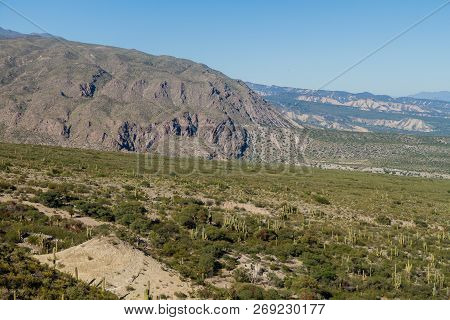 Landscape With Cacti Near Amaicha Del Valle, Argentina