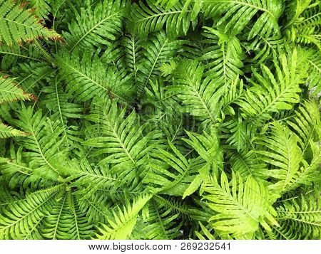 Top View Of Nephrolepis Exaltata Or Boston Ferns - Leaf Green Background