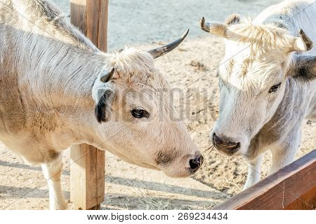 Couple Of White Cows Standing At Cattle Yard At Farm