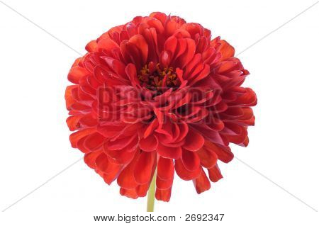 Röd Zinnia närbild