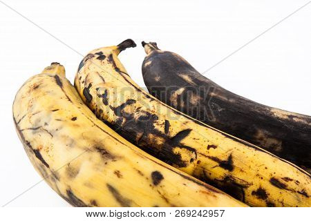 Plantain Or Green Banana (musa X Paradisiaca) In Different Stages Of Maduration Isolated In White Ba