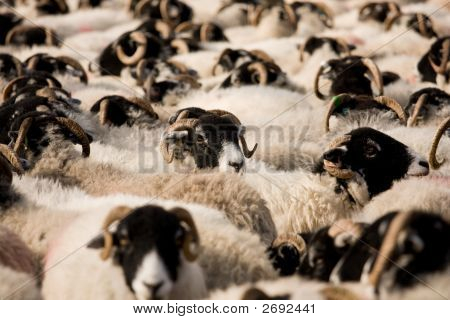 Swaledale får i Pen