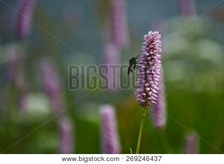 Fly Sitting On Lila Flower [bistorta Officinalis]