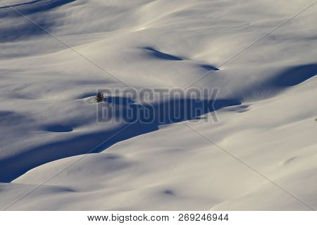 Some Lone Trees On The Snowy Hillside