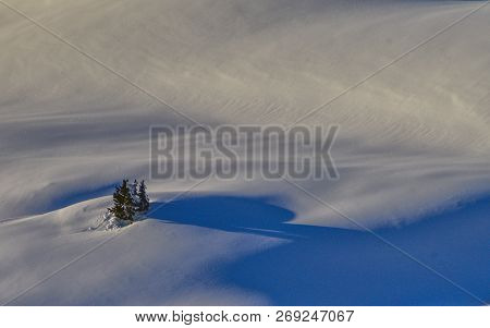 A Group Of Lone Trees On Snowy Hillside
