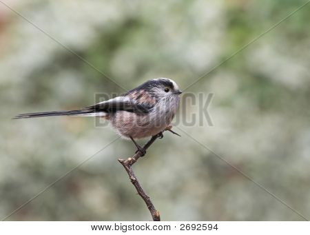 Dlouho sledoval Tit